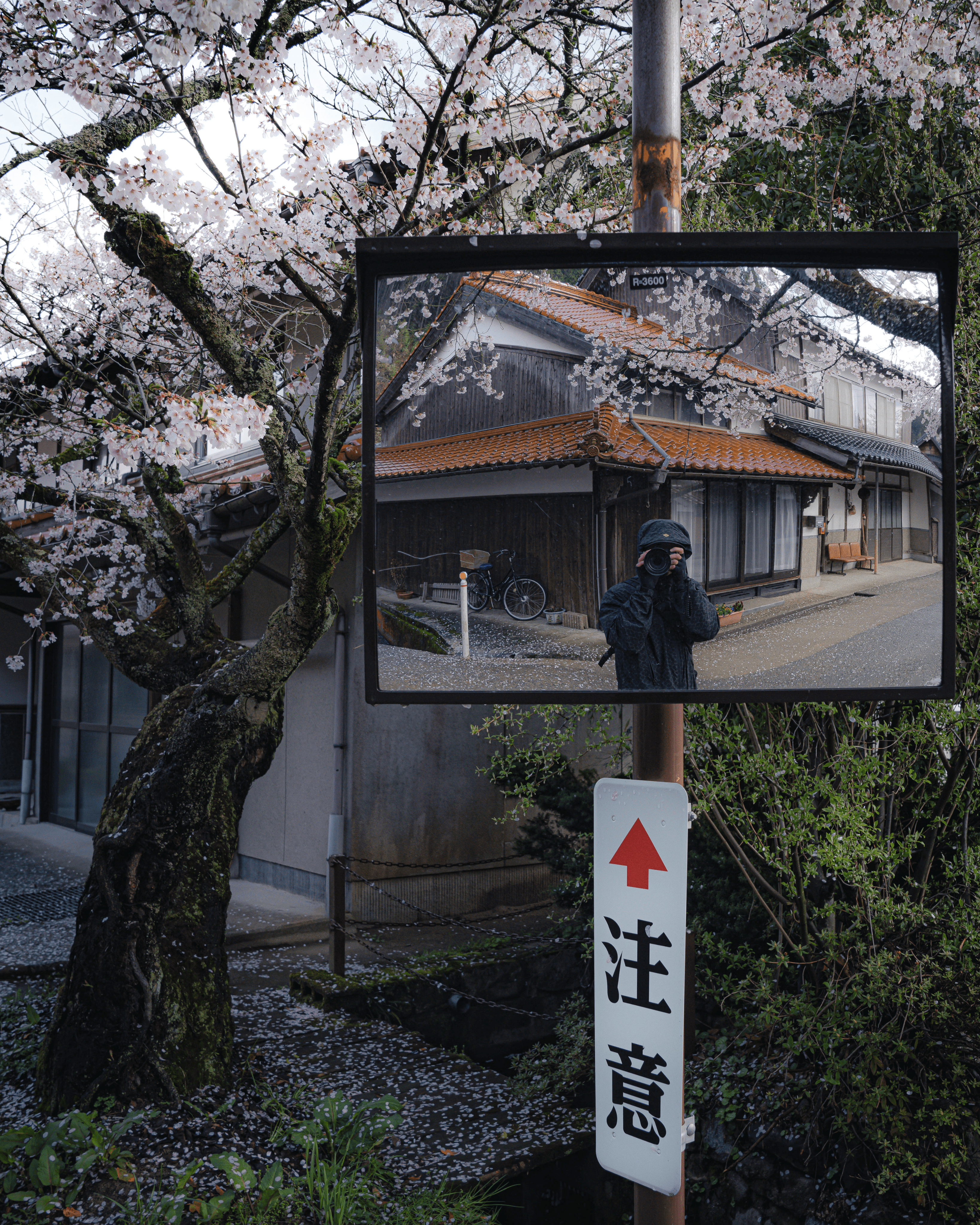 Walking through Kyoto during cherry blossom season.