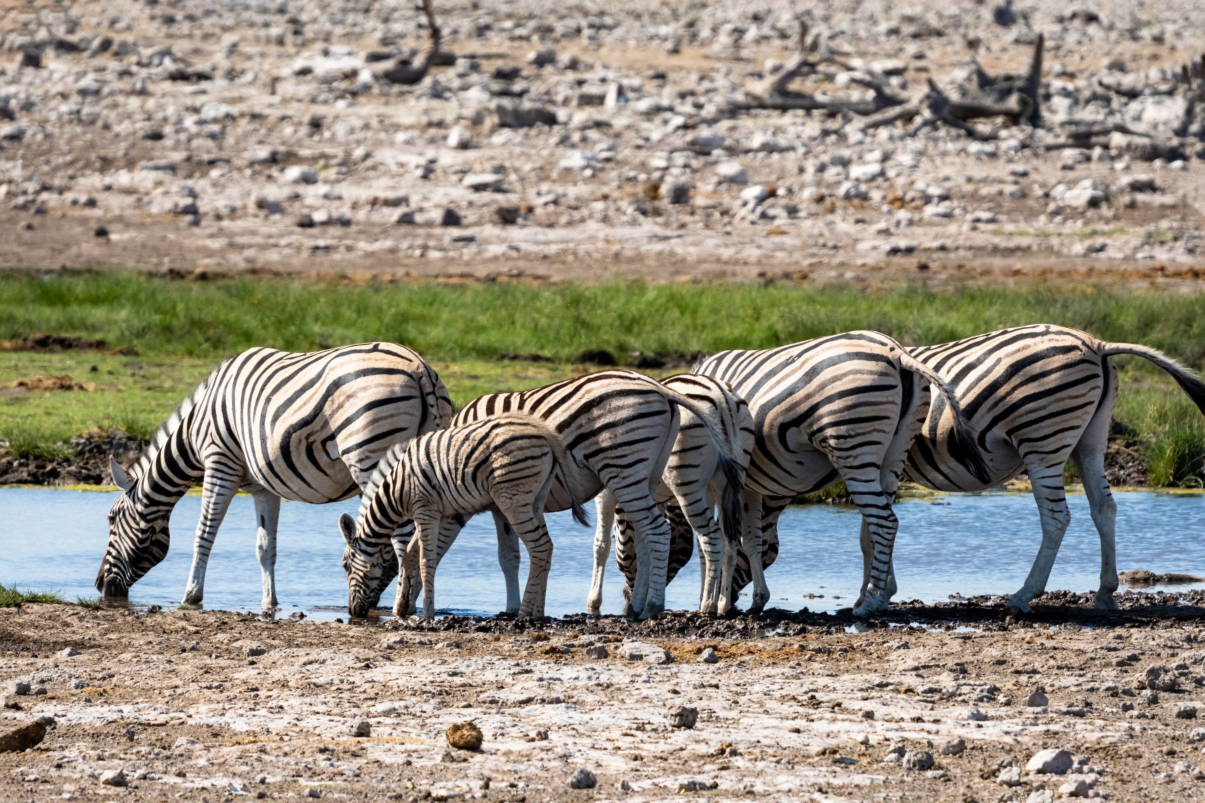 Etosha