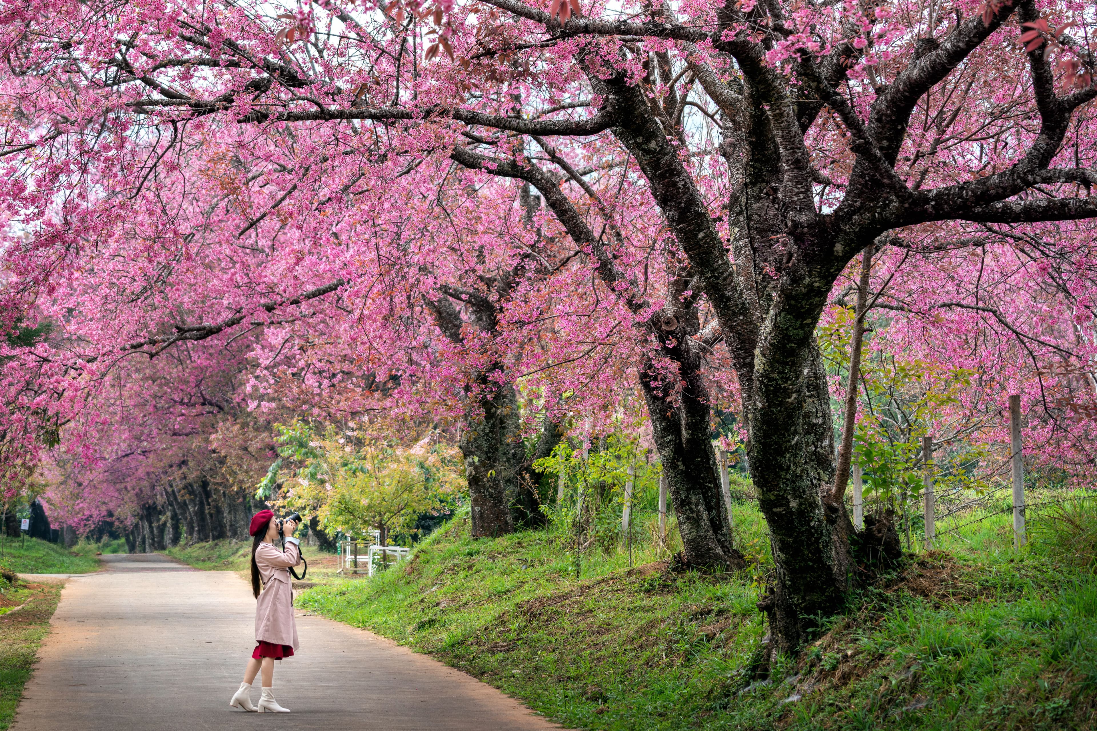 Japan Cherry Blossoms