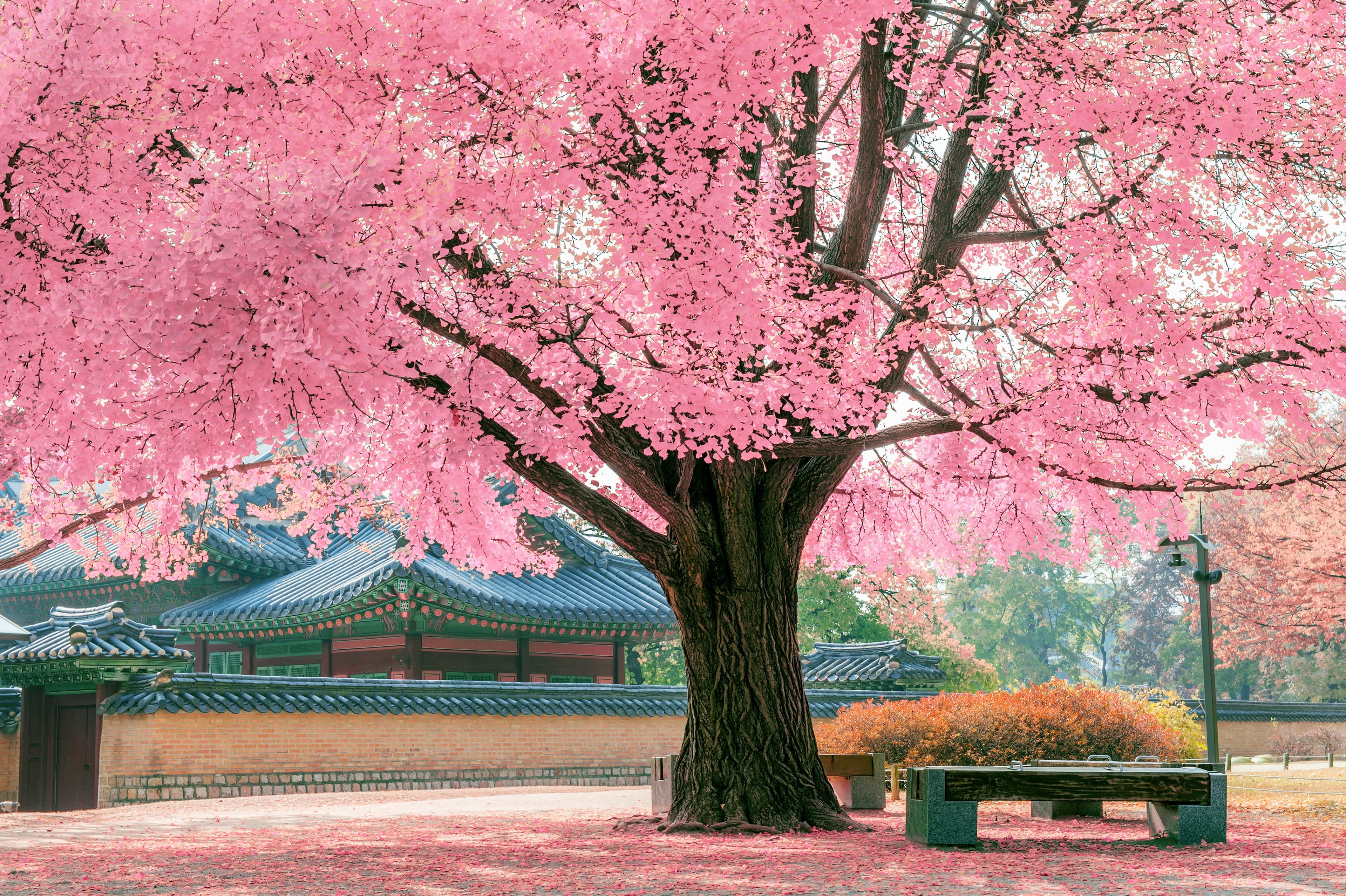 Japan Korea Cherry Blossoms