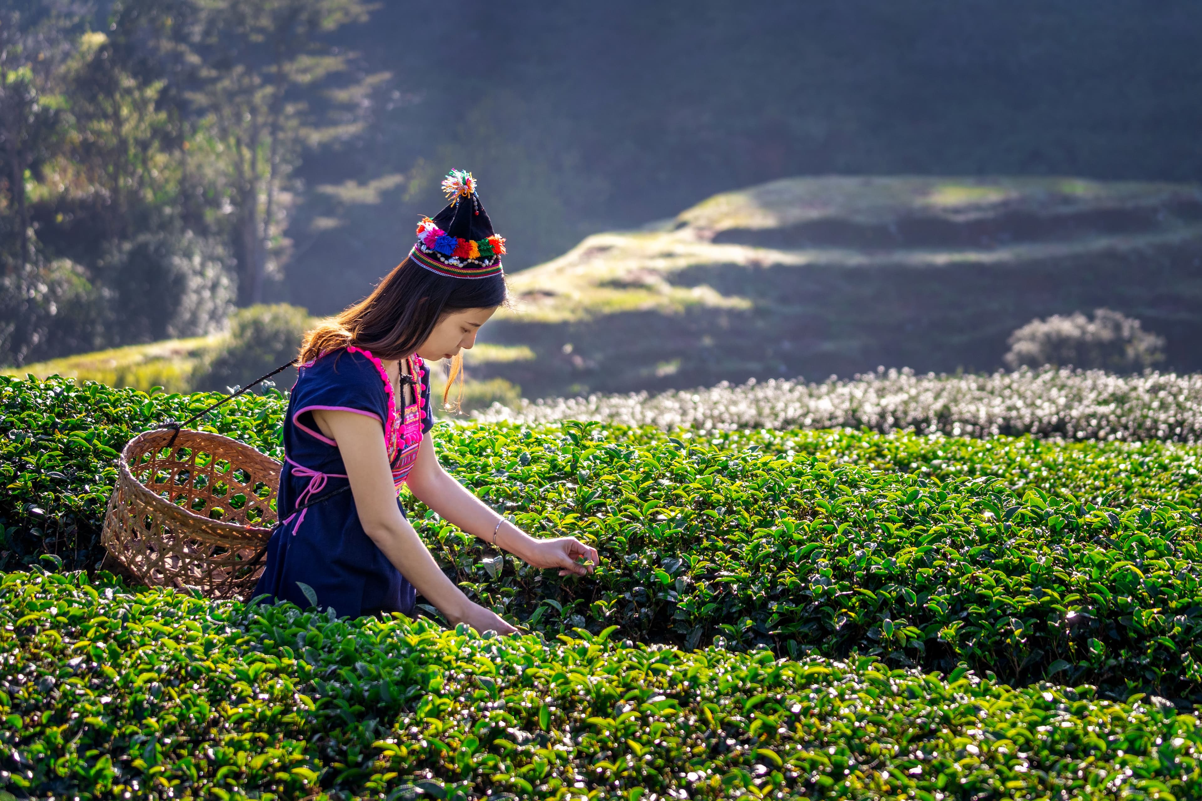 Kandy and the Tea Country
