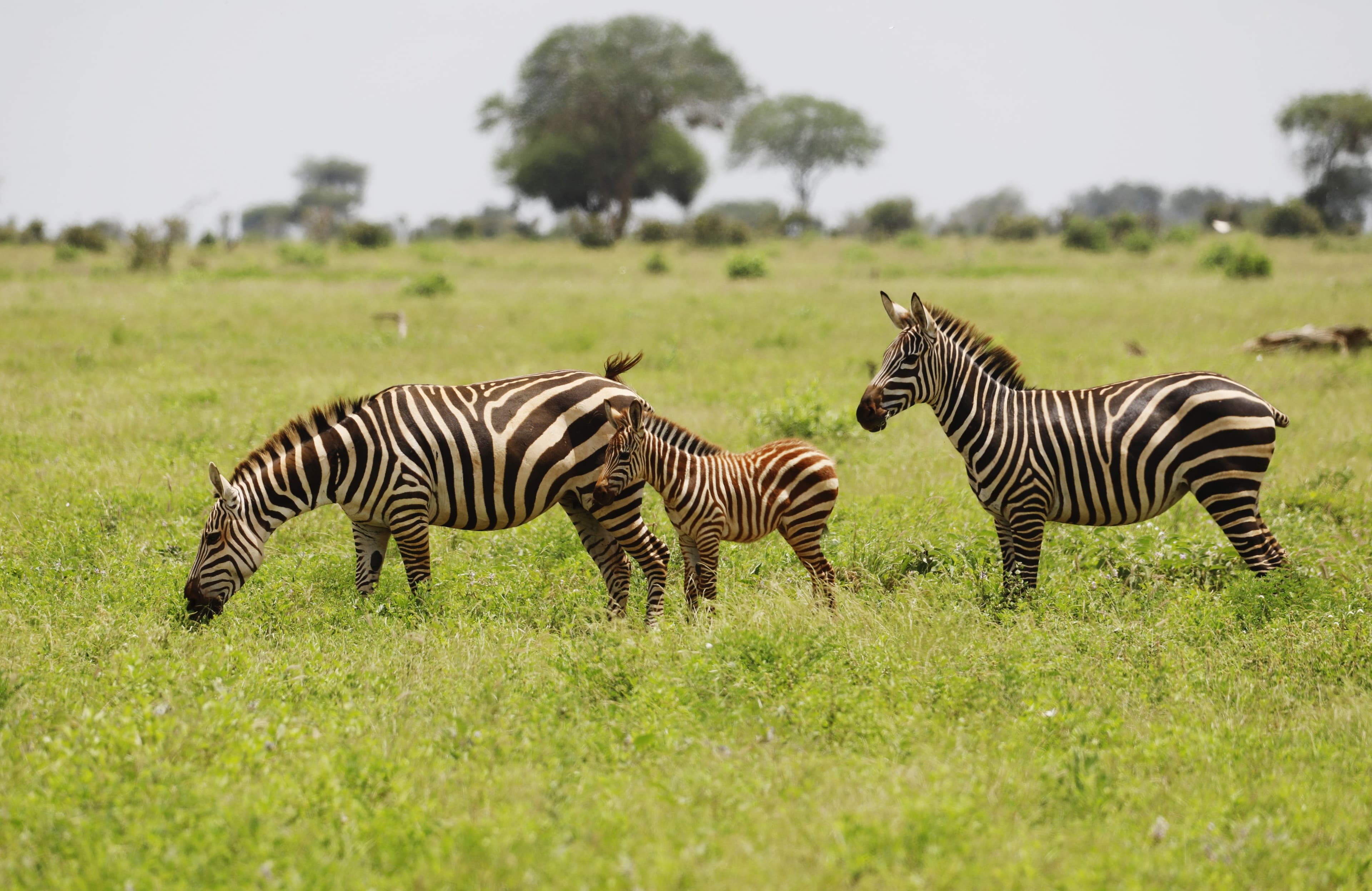 The Safari Against Which All Others Are Measured.
