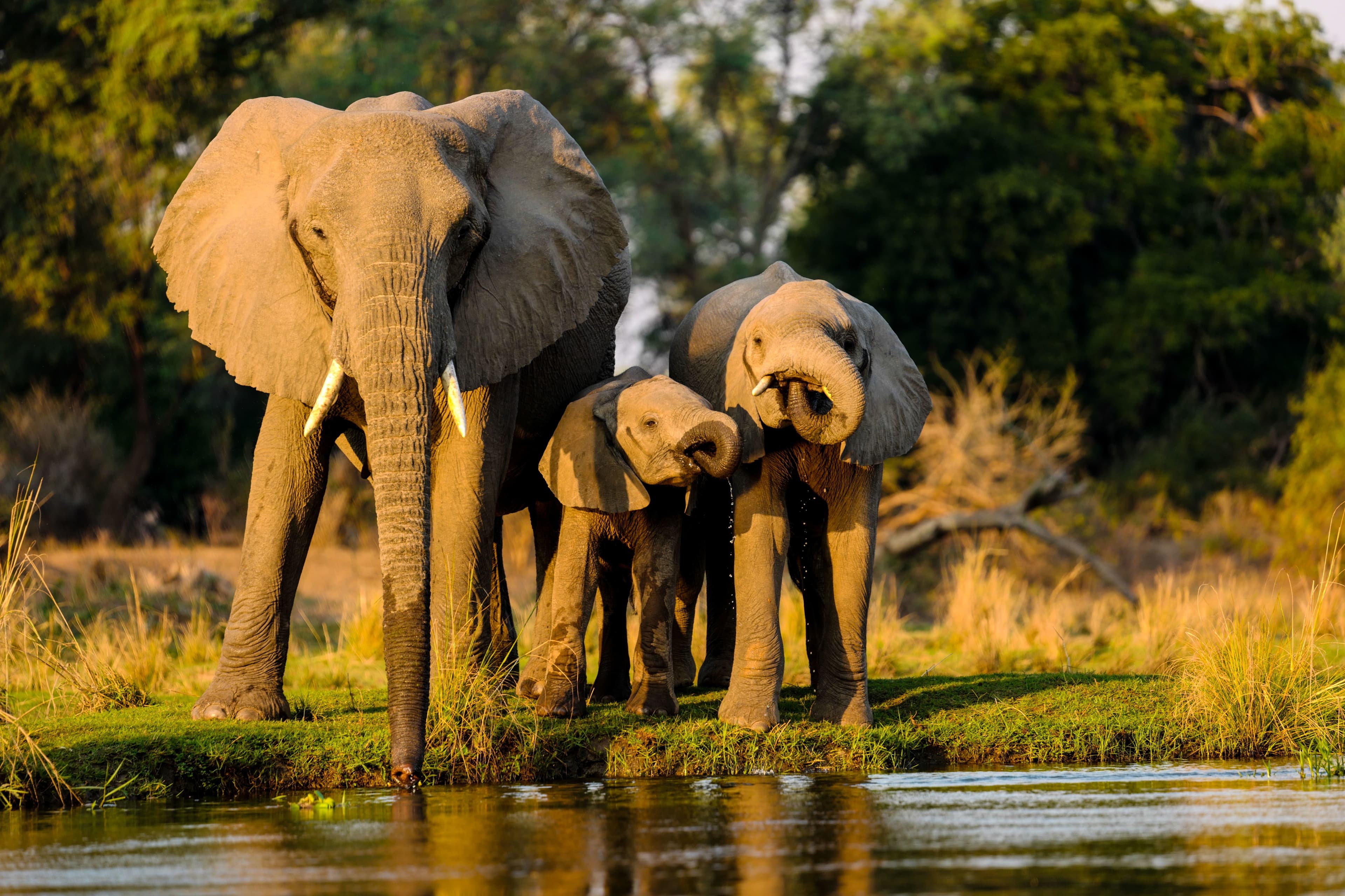 Liwonde National Park