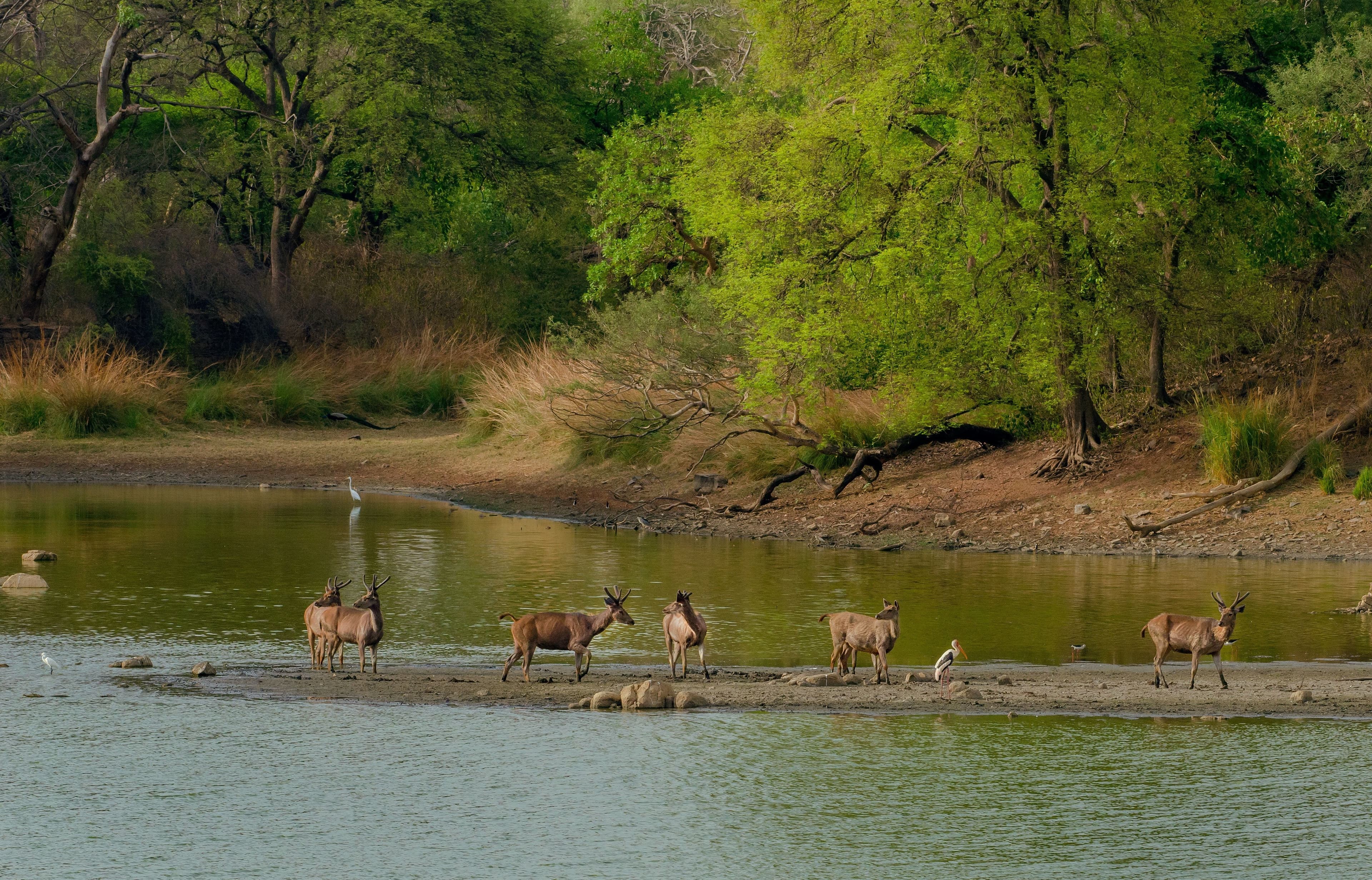 Lower Zambezi