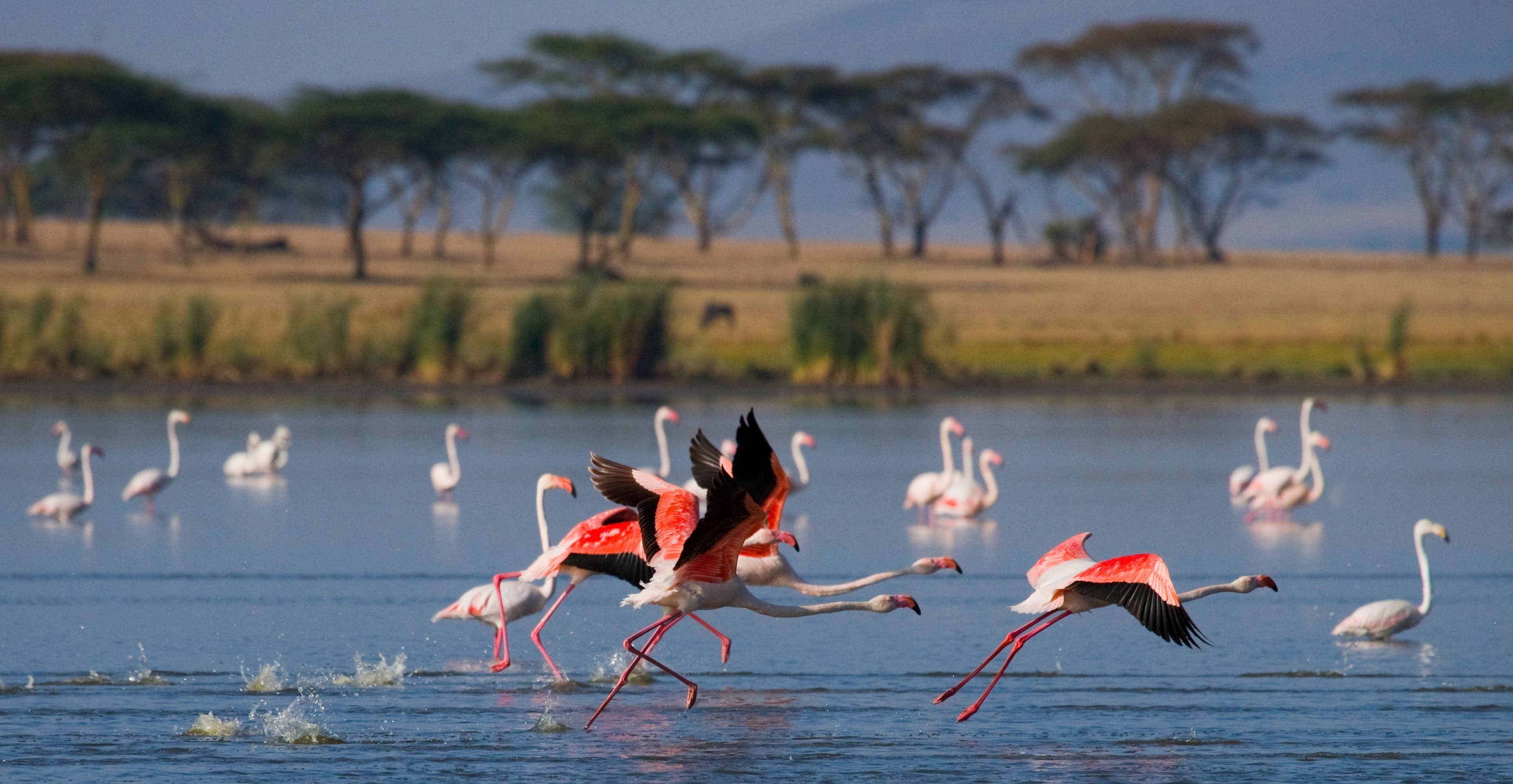 Magical Kenya Migration