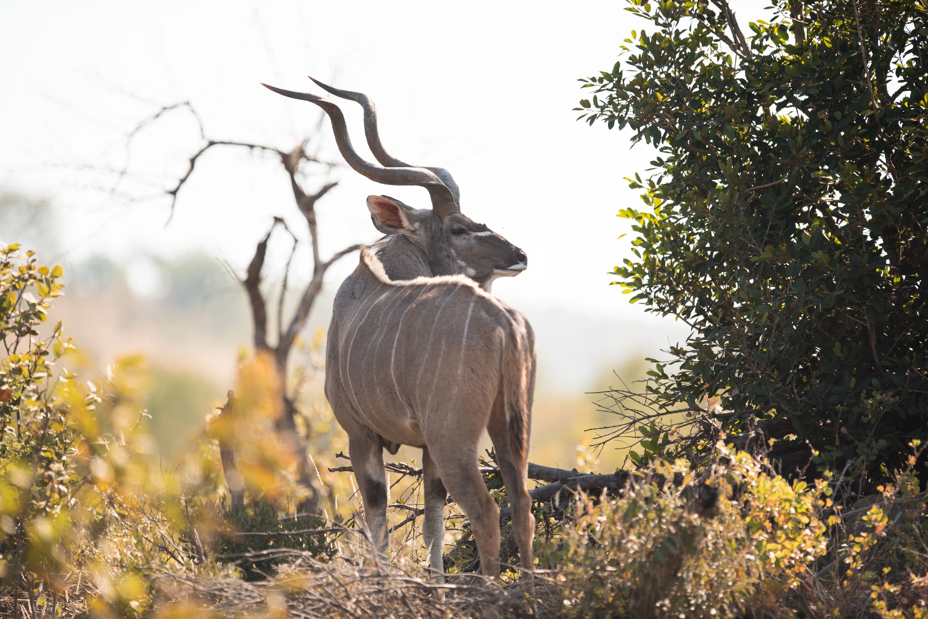 Majete Wildlife Reserve