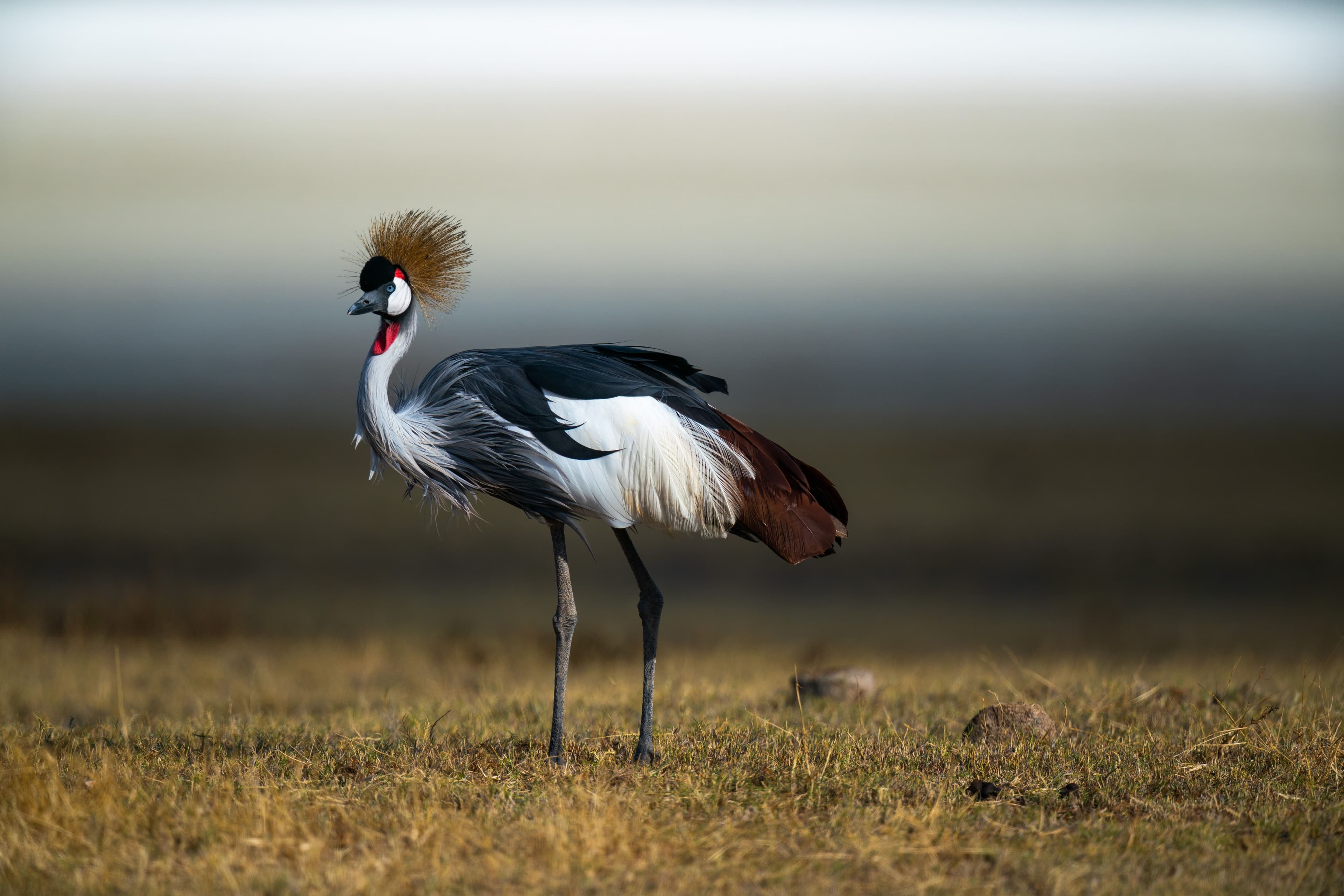 Ngorongoro Crater