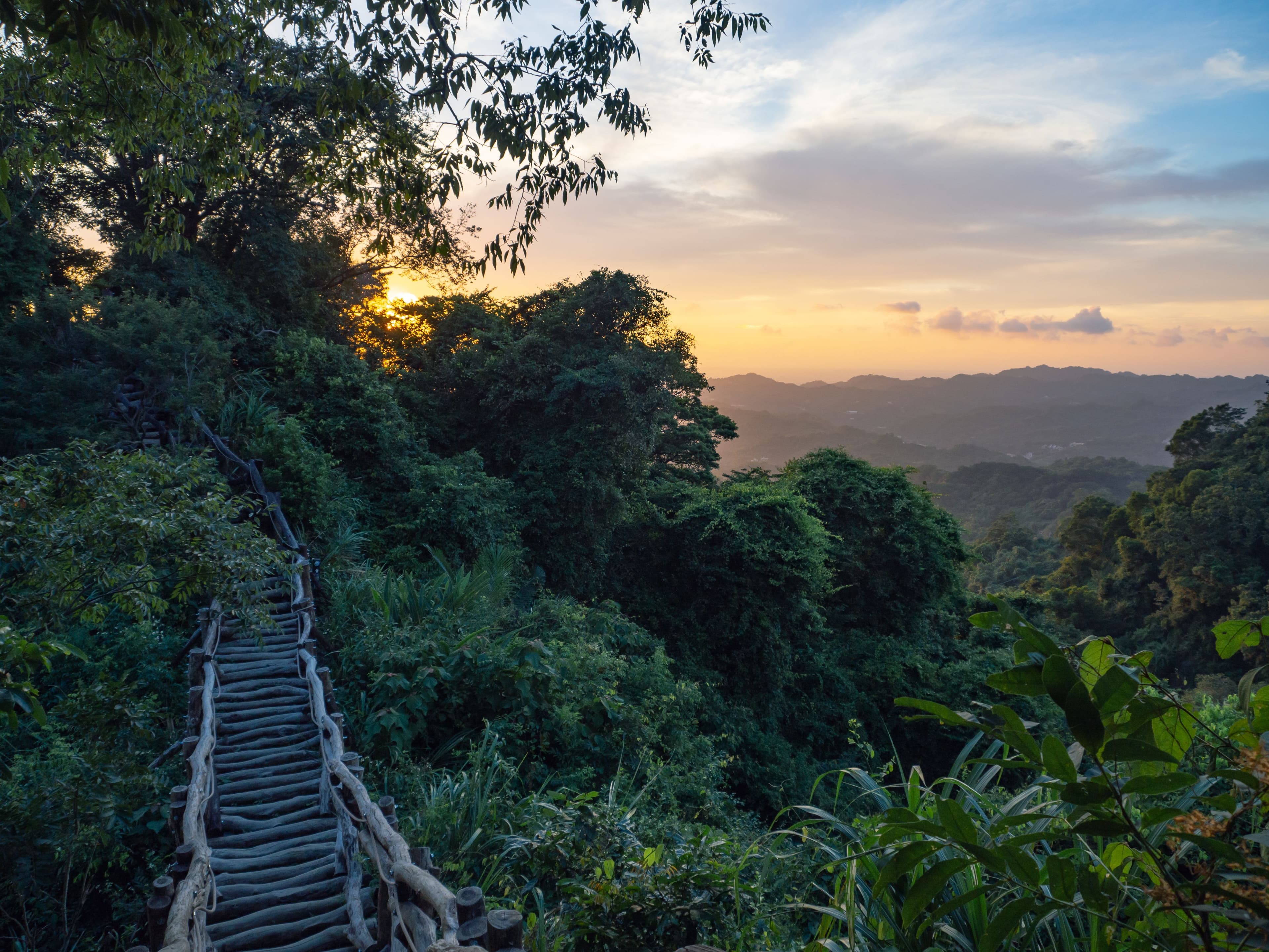 Nyungwe Forest