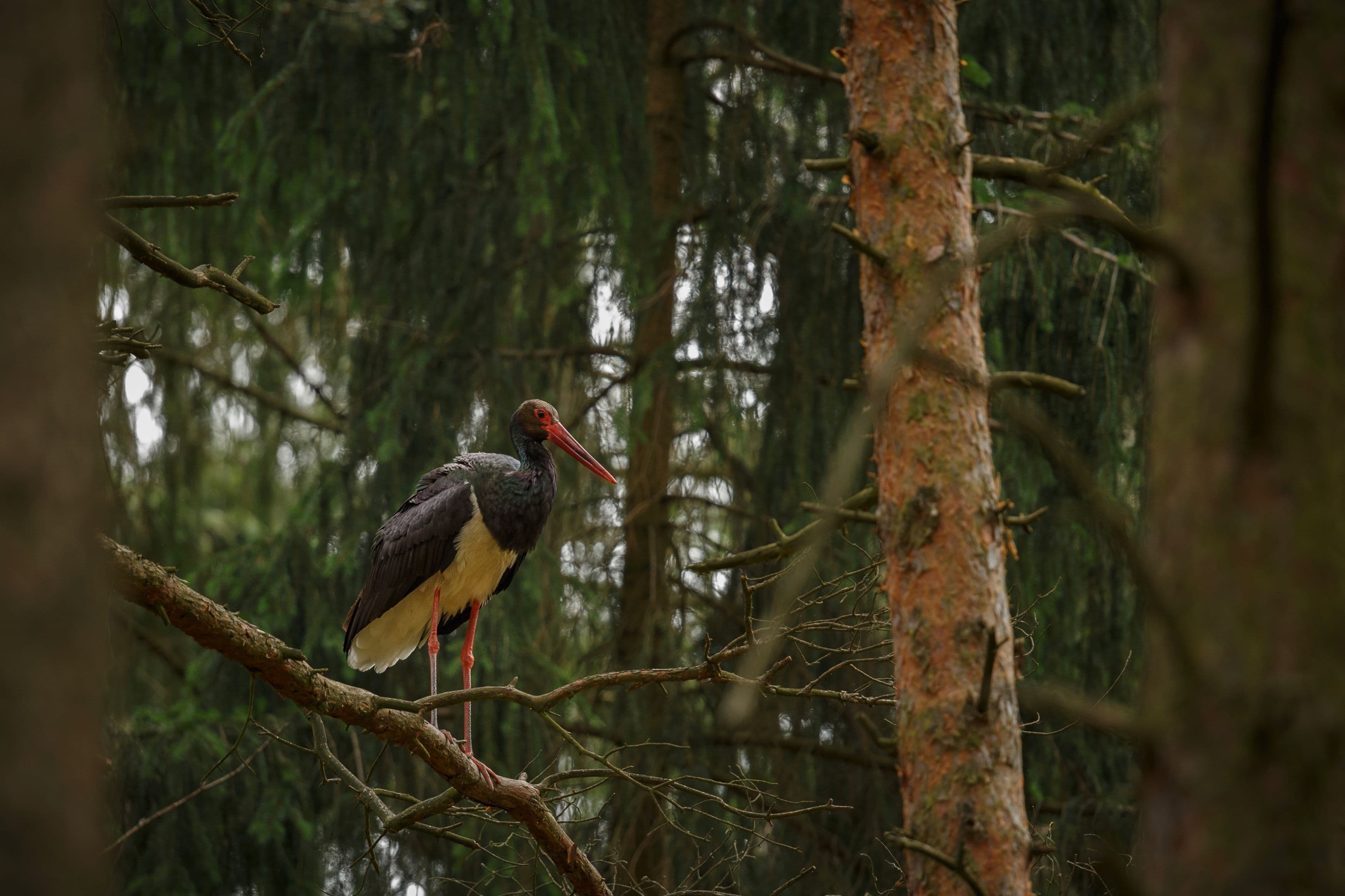 Odzala-Kokoua National Park