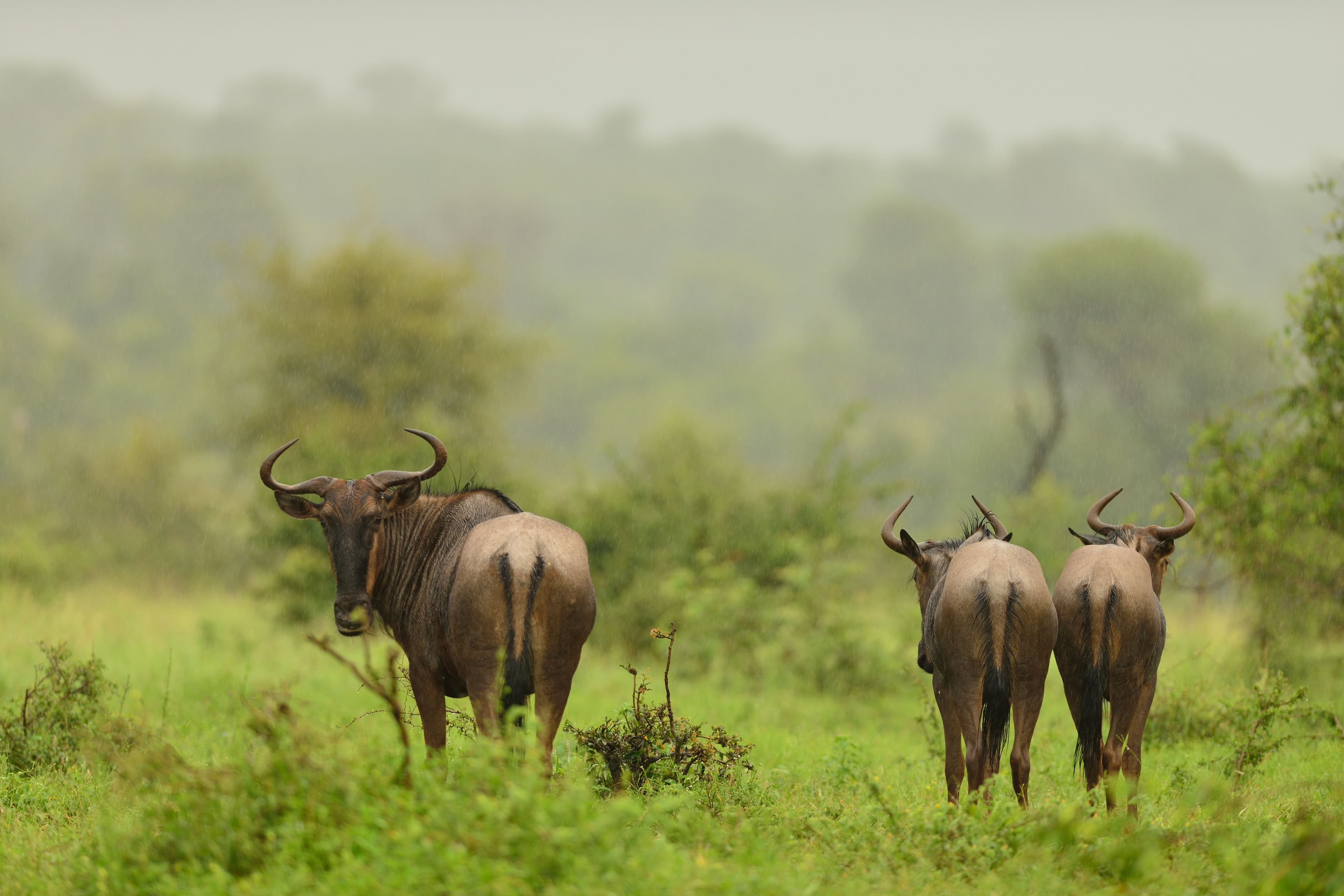 Queen Elizabeth National Park