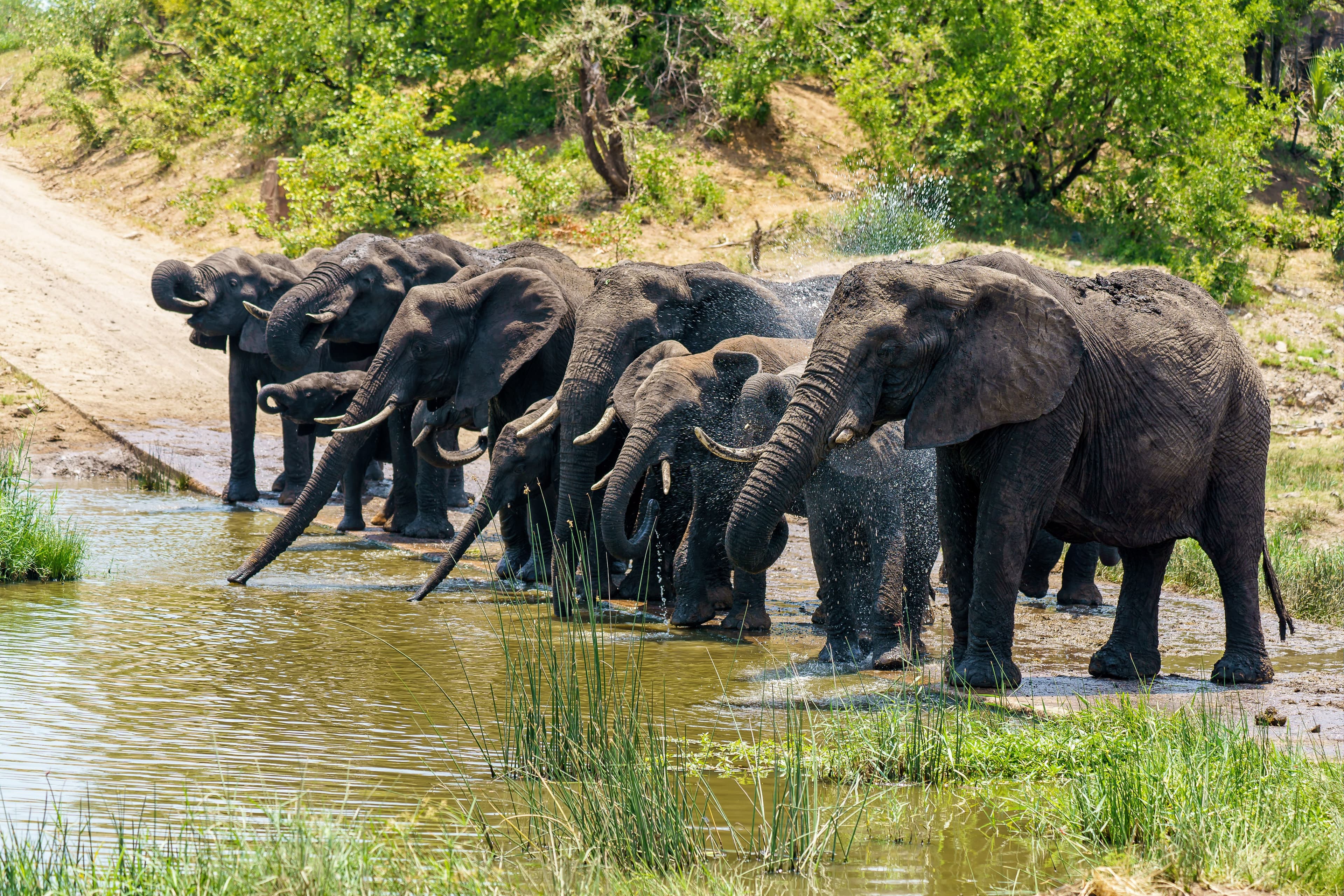 South Luangwa