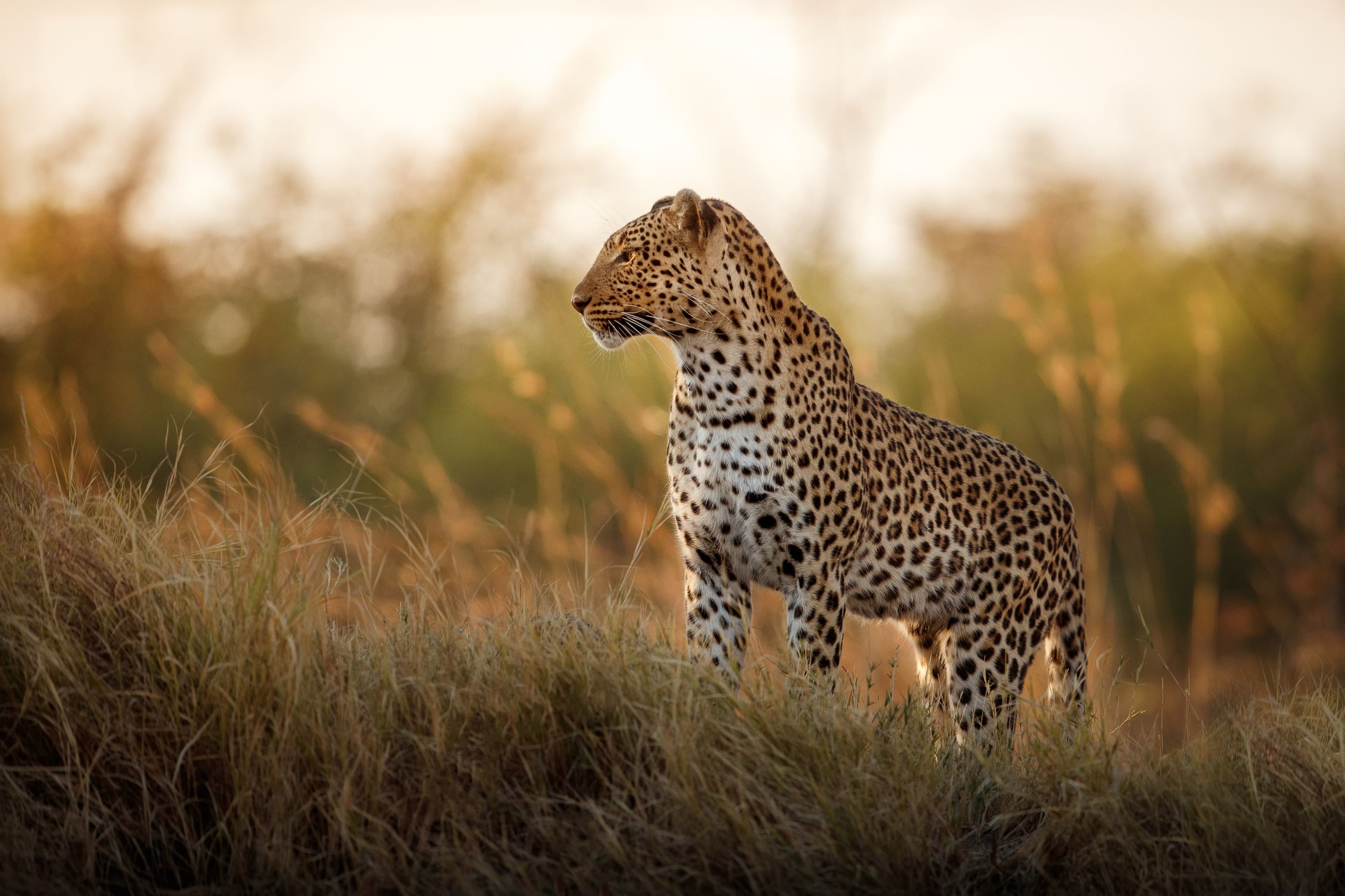 The Serengeti Is Not a Park. It Is a Region.