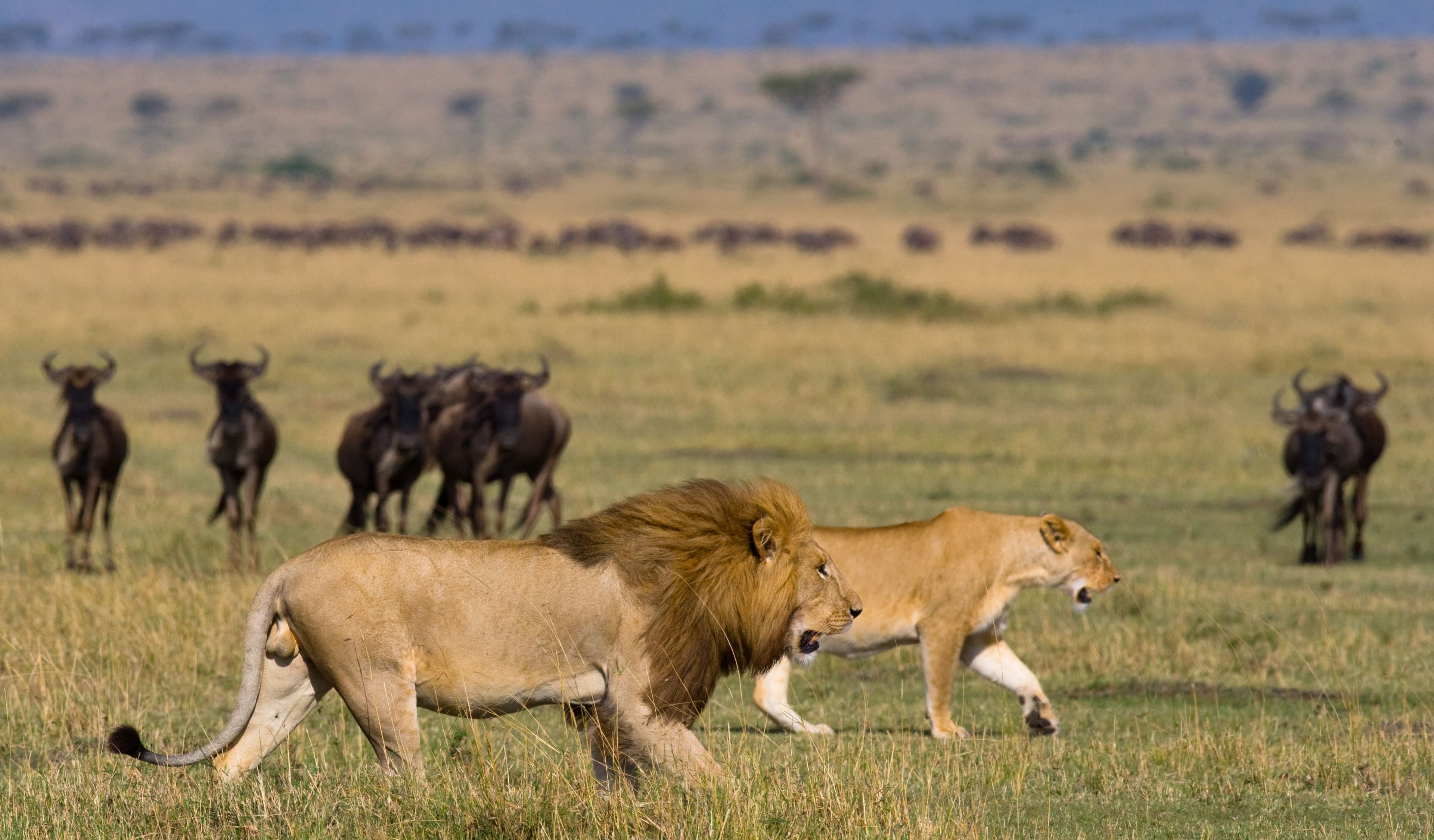 The Serengeti