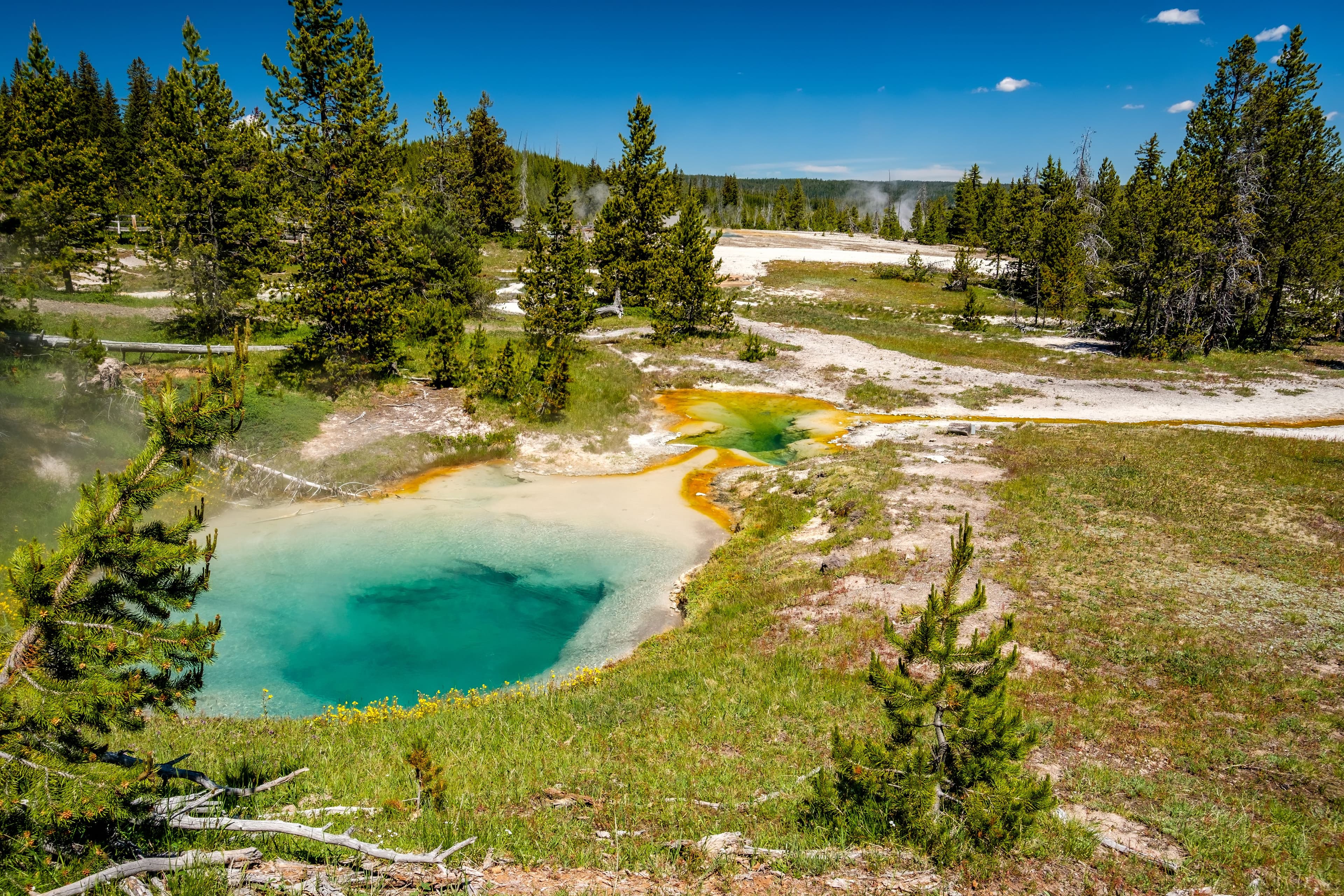 The Sulphur Springs