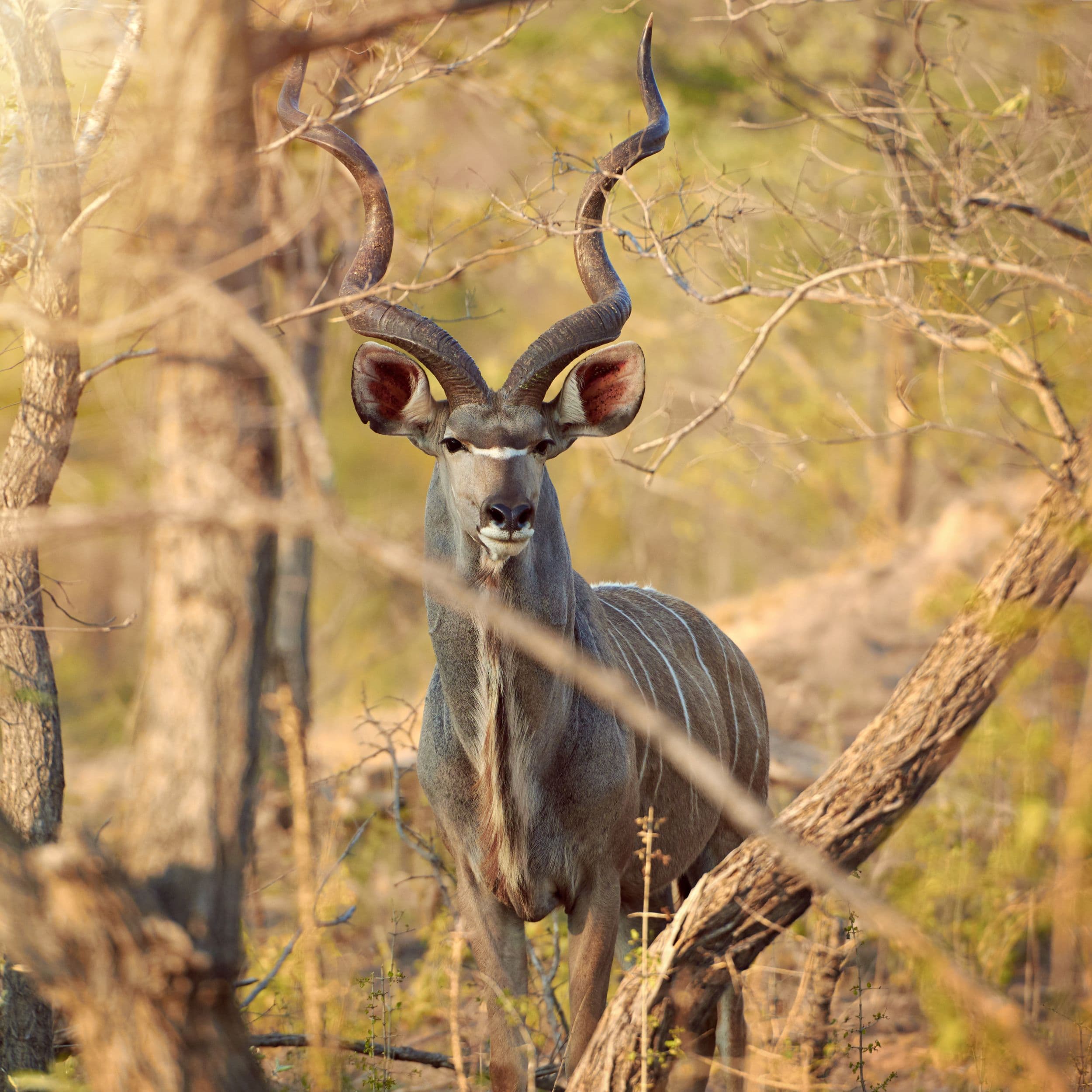 Wildlife & Wilderness