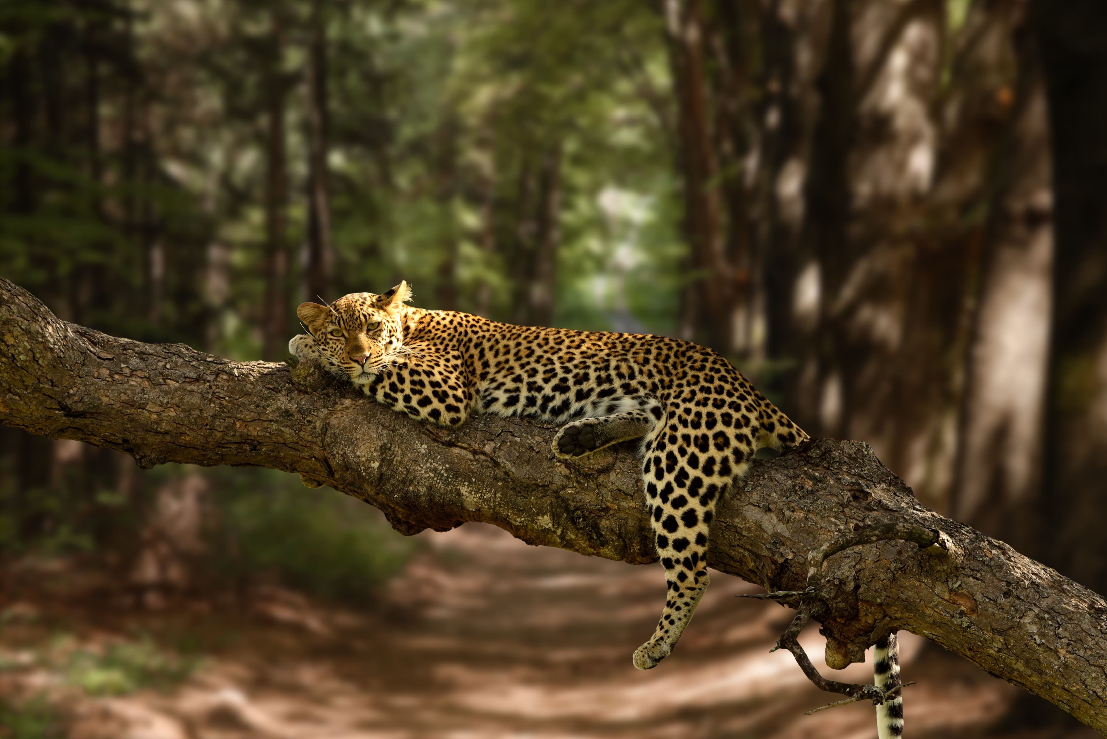Yala and the Wild South