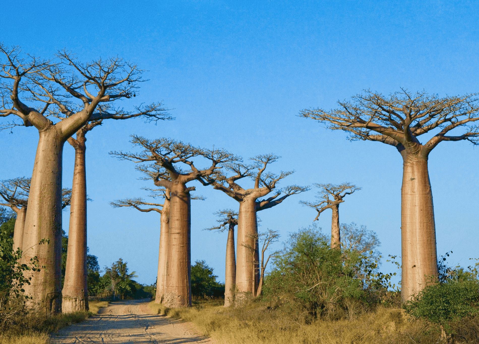 Madagascar