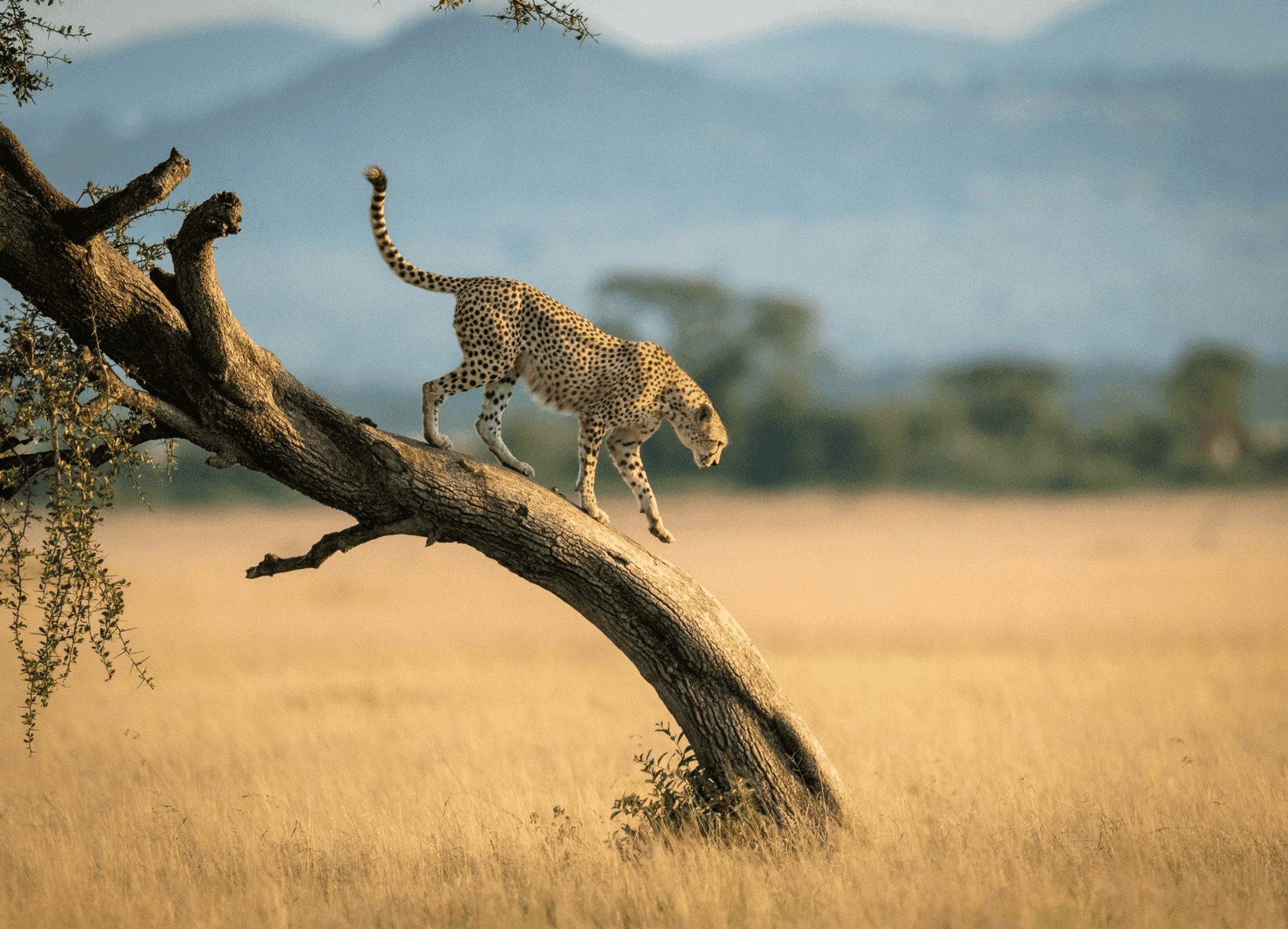 Wildlife