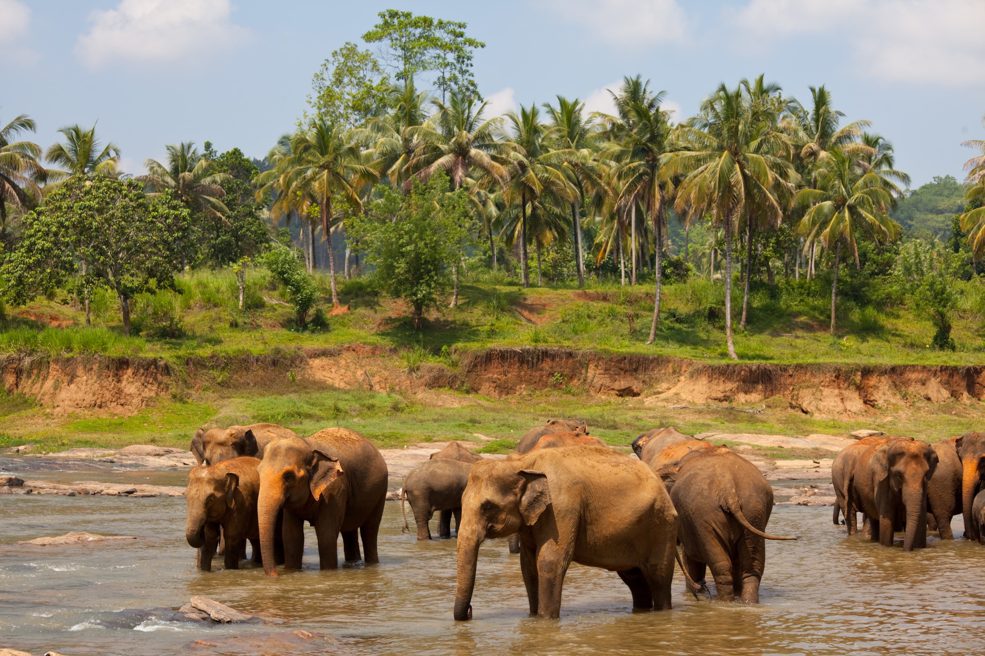 Elephants in Kerala