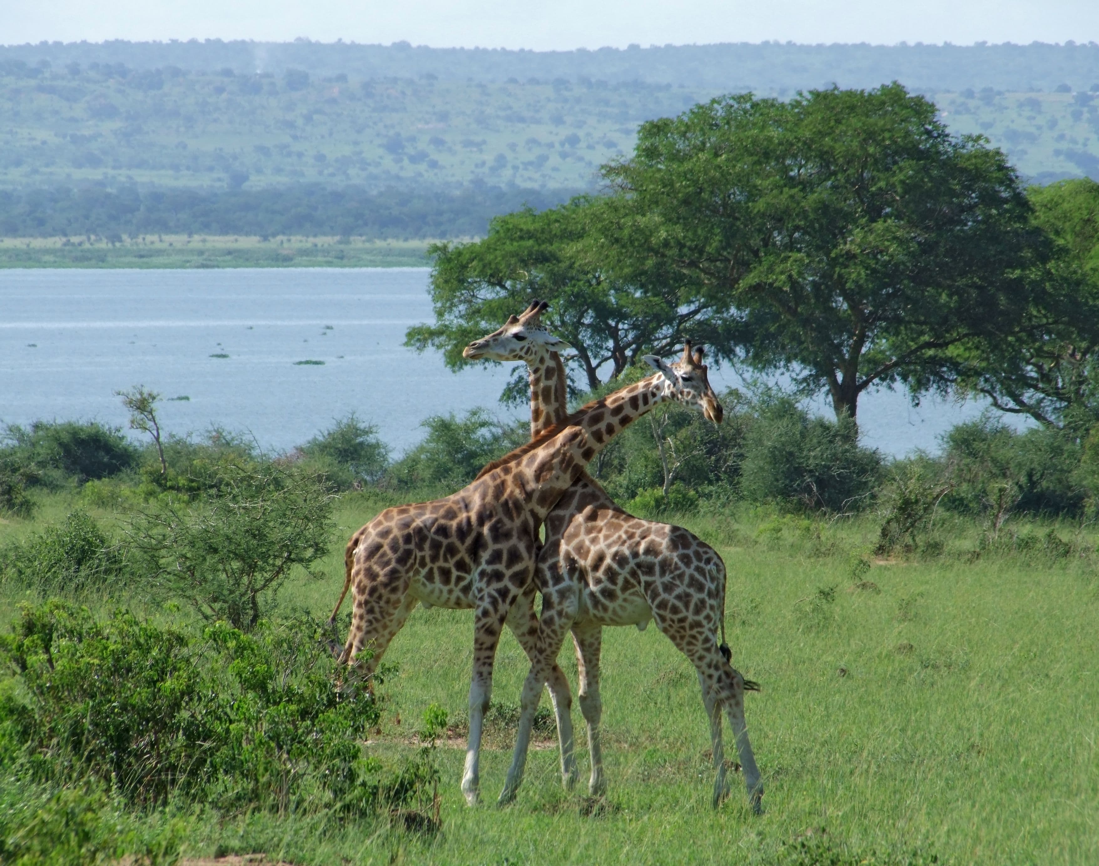 Akagera