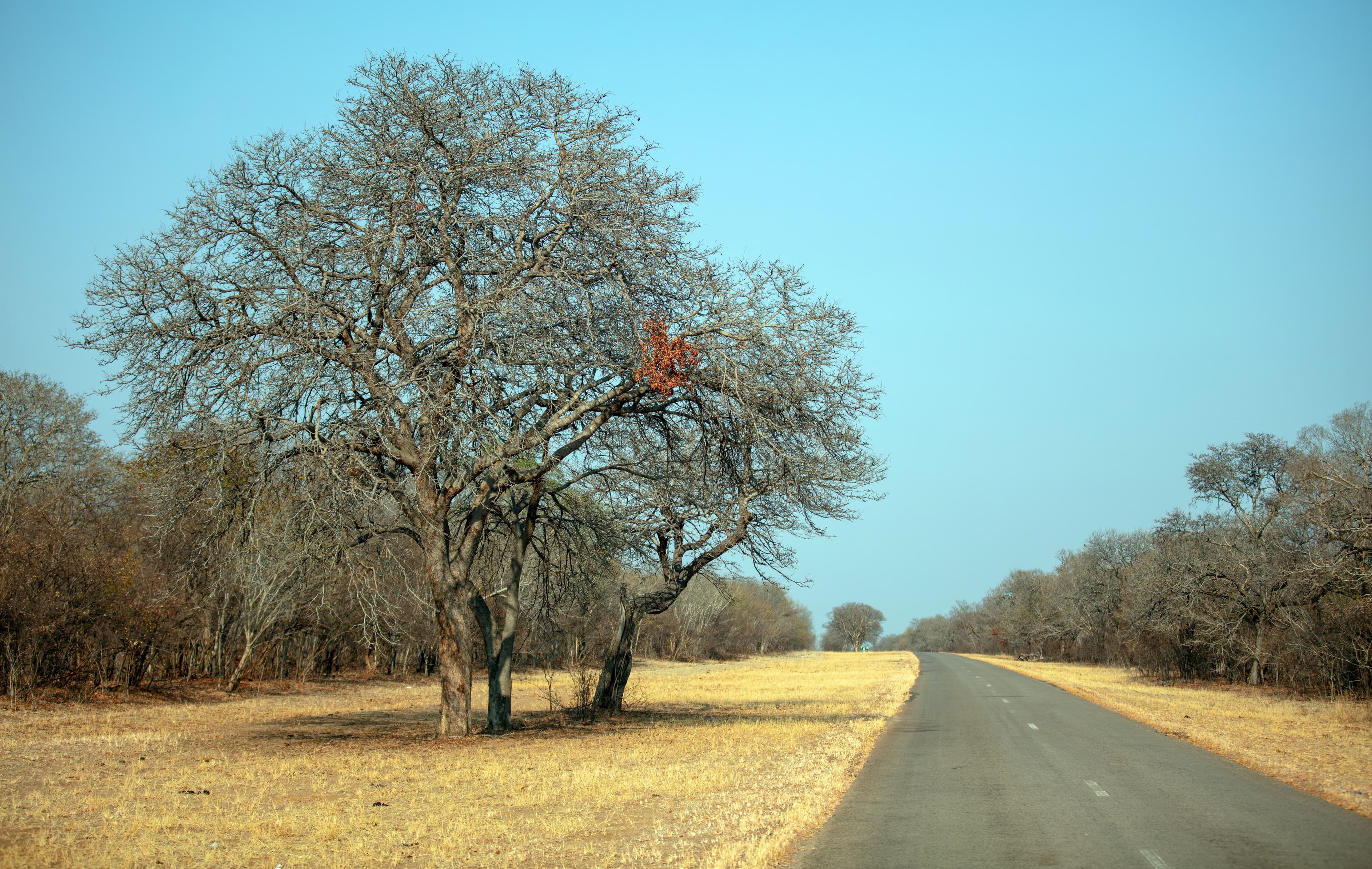 These Trees Were Standing Long Before the Road Was
